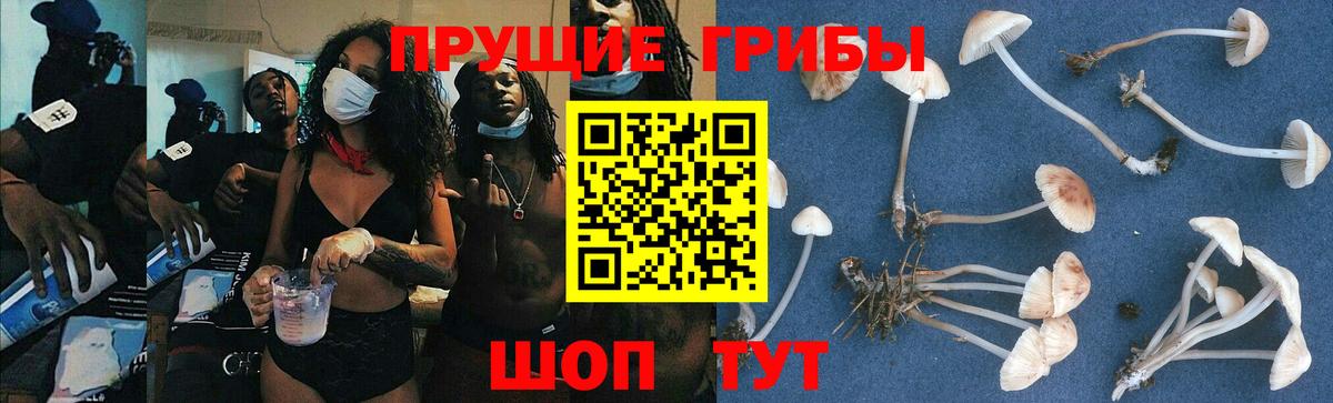 Псилоцибиновые грибы Psilocybe Кузнецк